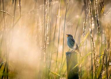 Singing Bird in Grass