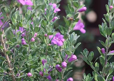 Purple Flowers and Bee