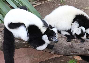 Black and White Lemurs