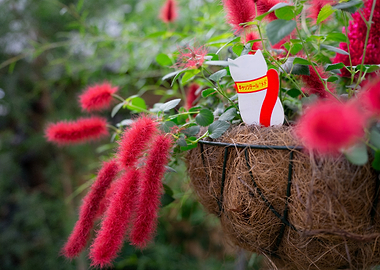 Red Cat Tail Plant with Cat