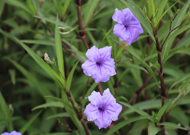 Purple Flowers in Green Foliage