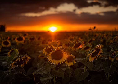 Sunflowers at Sunset