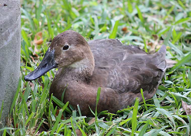 Brown Duck in Grass