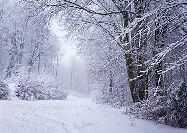 Snowy Forest Path, Poland
