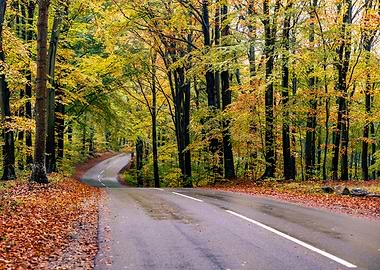 Autumn Road Through Forest