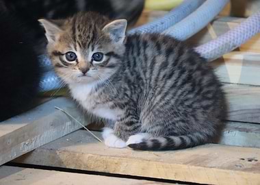 Cute Tabby Kitten
