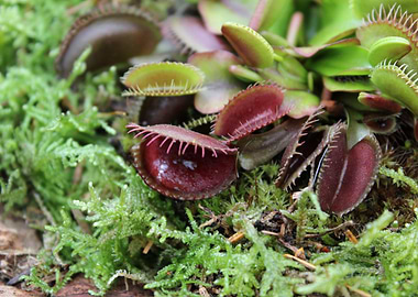 Venus Flytrap Close-Up