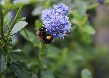 Bumblebee on Blue Flowers