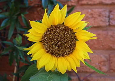 Sunflower in Bloom