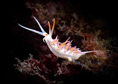 Hervia peregrina on Seaweed