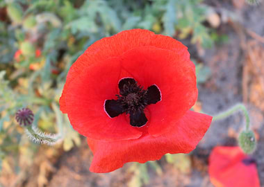 Red Poppy Flower Close-Up