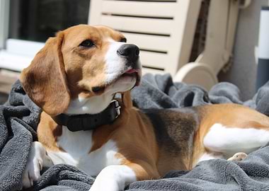 Beagle Dog Relaxing