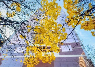 Autumn Leaves and Building