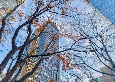 Autumn Trees and Skyscrapers