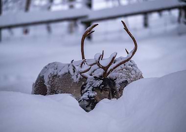 Reindeer Sleeping in Snow