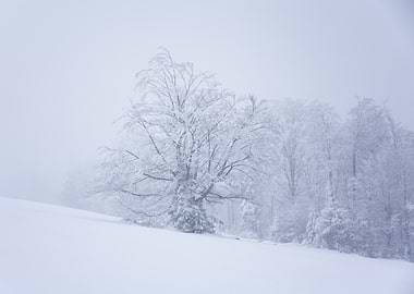 Snowy Forest Landscape, Poland