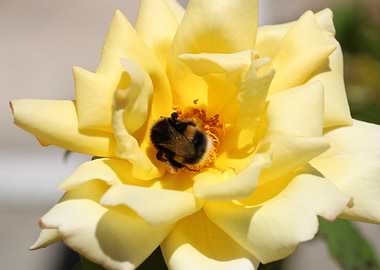 Bumblebee on Yellow Rose