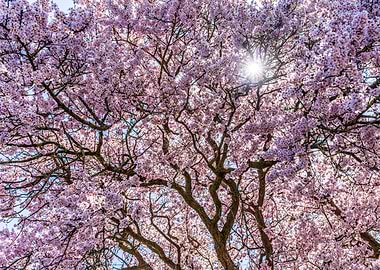 Cherry Blossom Tree