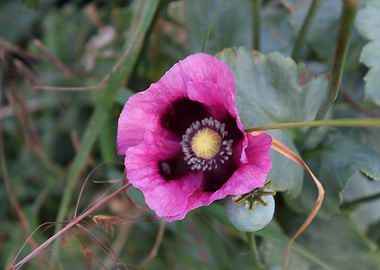 Pink Poppy Flower