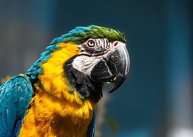 Blue and Gold Macaw Portrait