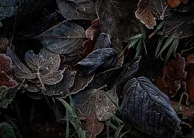 Frost-Covered Leaves