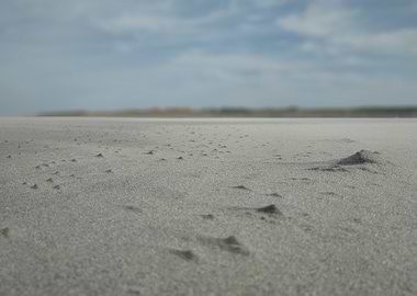 Sandy Beach Landscape
