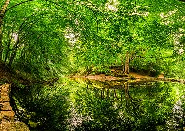 Forest Pond Reflection