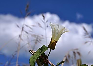 White trumpet flower Against Blue Sky