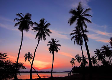 Silhouette Palm Trees Sunset