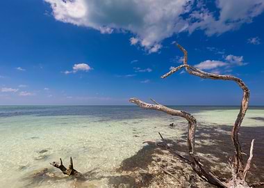 Driftwood Beach Seascape, Atlantic Ocean, Cuba