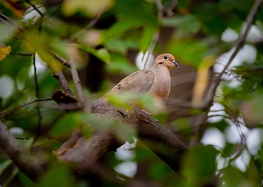 Mourning Dove Perched on Branch