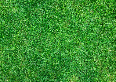 Green Grass Texture