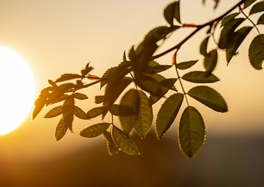 Sunset Leaves
