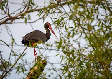 Black Stork in Tree