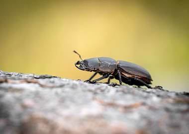 Stag Beetle on Bark