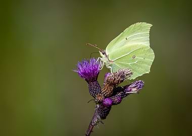 Butterfly on Thistle