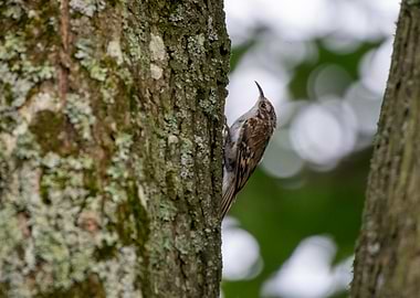 Tree Creeper on Bark