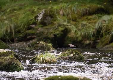 Bird on a Rock in a Stream