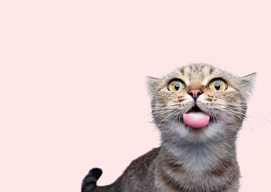 Funny Cat with Tongue Out