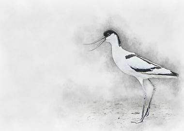 Black-necked Stilt Watercolor