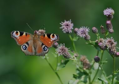 Peacock Butterfly on Thistle