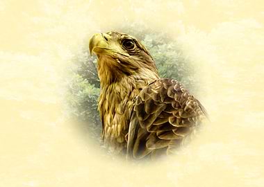 Eagle Portrait