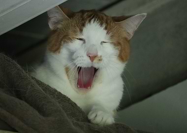 Yawning Cat