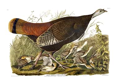 The Birds of America - Great American Hen & Young