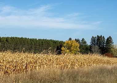Autumn Cornfield Landscape
