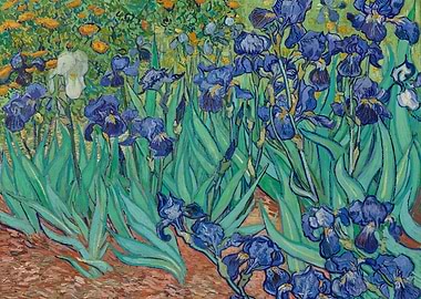 Irises by Van Gogh