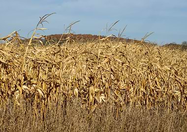 Dried Cornfield