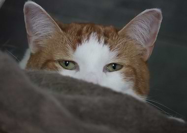 Cat Peeking from Blanket