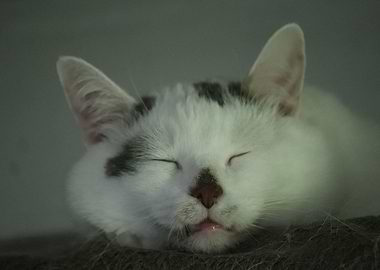 Sleeping White Cat