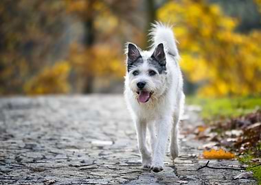 Dog Walking in Autumn